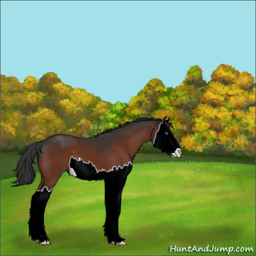Horse Color:Bay Splash 