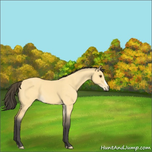 Horse Color:Buckskin Dun