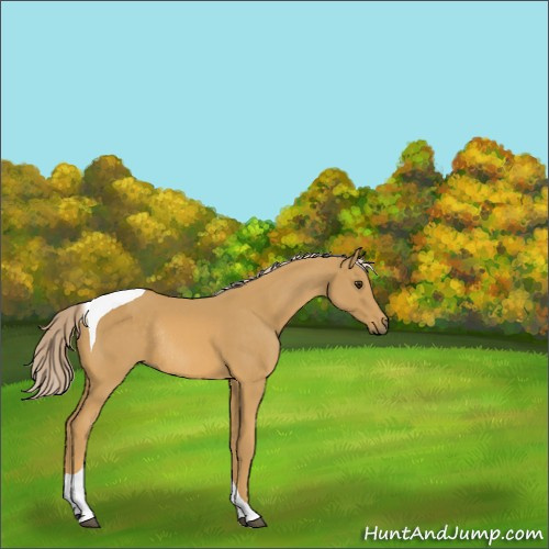 Horse Color:Palomino Tobiano Rabicano