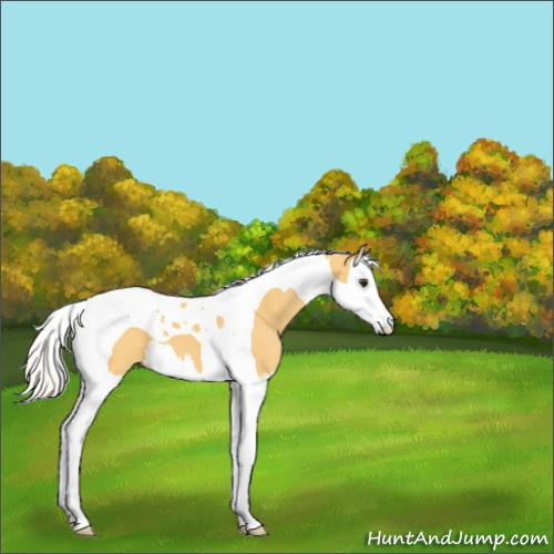 Horse Color:Palomino Splash Tobiano 
