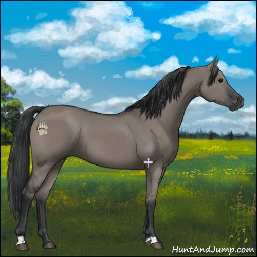Horse Color:Grullo 