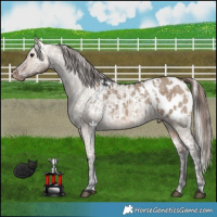 Horse Color:Silver Brown Dun Appaloosa and Bay Dun Appaloosa