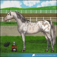 Horse Color:Silver Brown Dun Appaloosa and Bay Dun Appaloosa