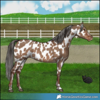 Horse Color:Liver Red Dun Near Leopard 