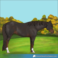 Horse Color:Liver Chestnut 