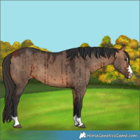 Horse Color:Bay Dun Brindle 