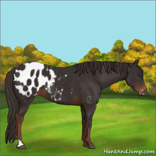 Horse Color:Liver Chestnut Appaloosa 