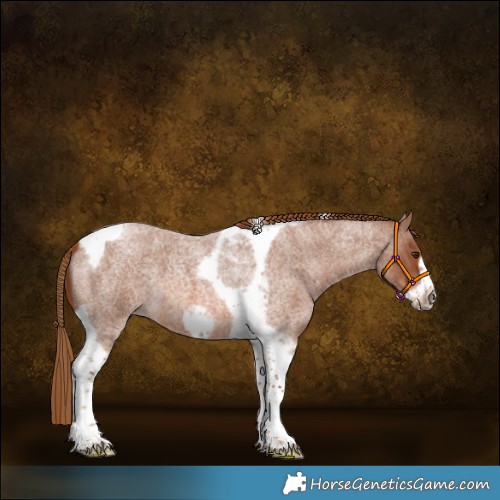 Horse Color:Red Roan Tobiano Frame 