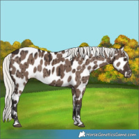 Horse Color:Liver Red Dun Mushroom Near Leopard Brindle 