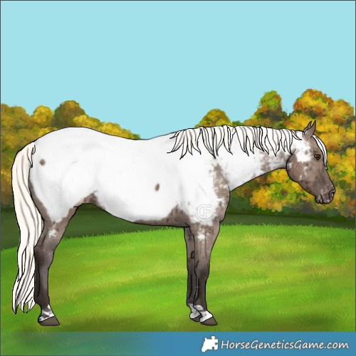 Horse Color:Liver Red Dun Mushroom Appaloosa Brindle 