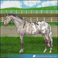 Horse Color:Liver Red Dun Mushroom Appaloosa