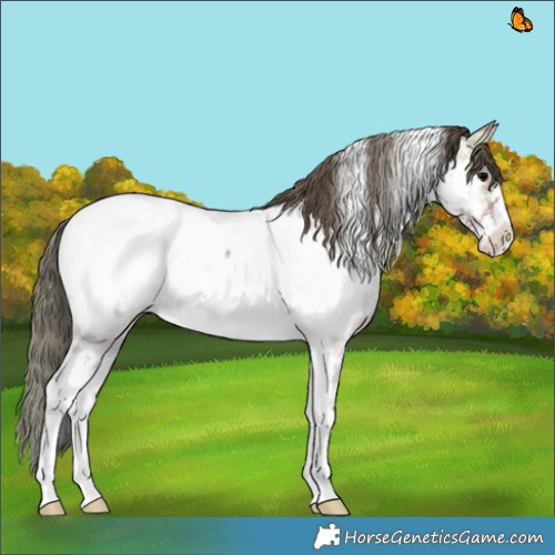 Horse Color:Platinum Bay Onyx Sabino Appaloosa 