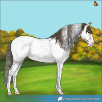 Horse Color:Platinum Bay Onyx Sabino Appaloosa 