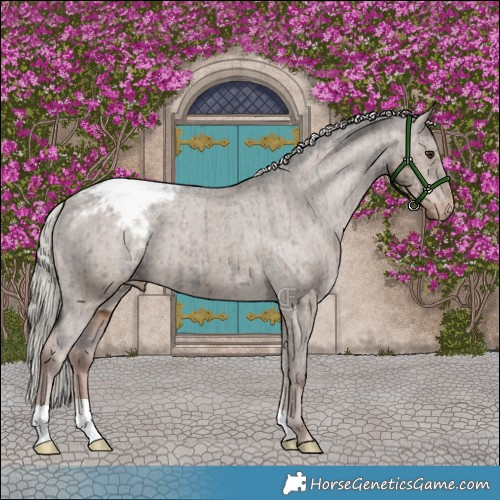 Horse Color:Liver Red Dun Mushroom Appaloosa Brindle 