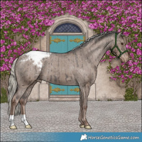 Horse Color:Liver Red Dun Mushroom Appaloosa Brindle 