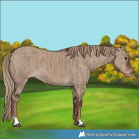 Horse Color:Liver Red Dun Varnish Brindle 