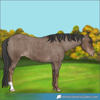 Horse Color:Liver Red Dun Varnish Brindle 