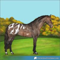 Horse Color:Bay Dun Appaloosa Brindle 