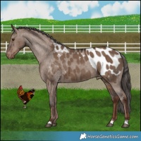 Horse Color:Liver Red Dun Appaloosa Brindle 