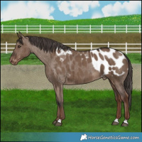 Horse Color:Liver Red Dun Appaloosa Brindle