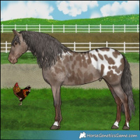 Horse Color:Liver Red Dun Appaloosa Brindle 