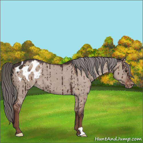 Horse Color:Liver Red Dun Mushroom Appaloosa Brindle 