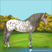 Horse Color:Bay Near Leopard Rabicano 