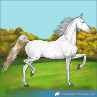 Horse Color:Buckskin Roan Pearl Onyx Blanket Rabicano 