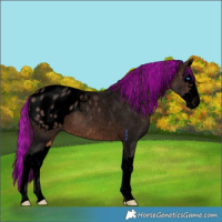 Horse Color:Void Painted Brown Splash Blanket Rabicano 