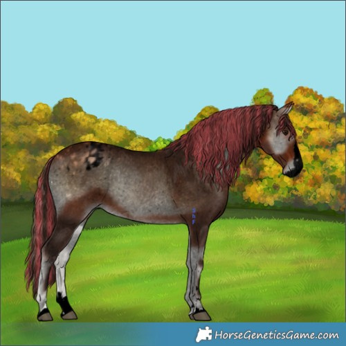 Horse Color:Void Painted Bay Onyx Splash Appaloosa Rabicano 
