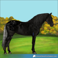 Horse Color:Void Silver Black Appaloosa Rabicano 