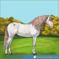 Horse Color:Painted Grullo Appaloosa Rabicano 