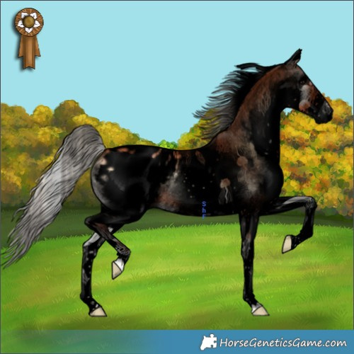Horse Color:Void White Spotted Silver Bay Onyx Appaloosa 