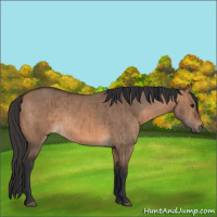 Horse Color:Brown Dun Brindle 