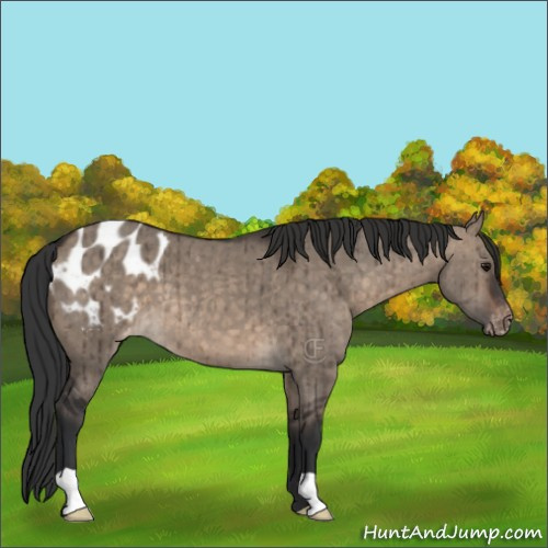 Horse Color:Brown Dun Appaloosa Brindle 