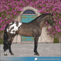 Horse Color:Brown Dun Appaloosa Brindle 