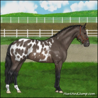 Horse Color:Brown Dun Blanket Brindle 