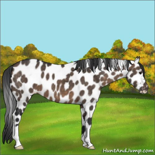 Horse Color:Brown Dun Appaloosa Brindle 