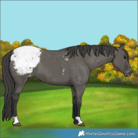 Horse Color:Grullo Appaloosa Brindle 