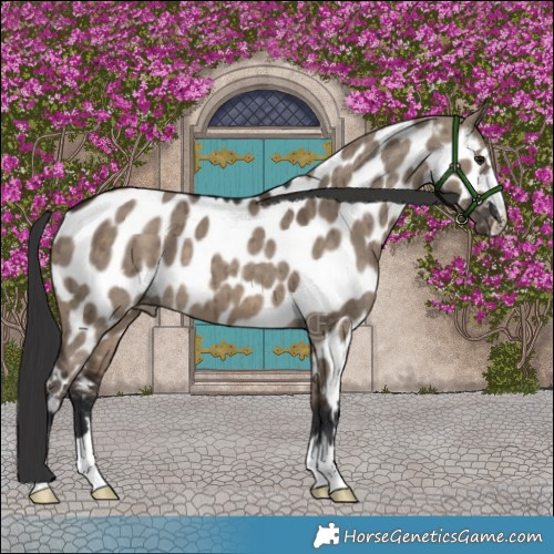 Horse Color:Brown Dun Appaloosa Brindle 