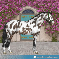 Horse Color:Brown Dun Appaloosa Brindle 
