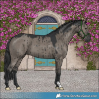 Horse Color:Grullo Brindle 