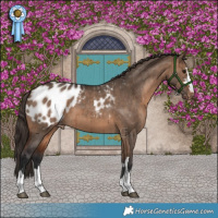Horse Color:Brown Dun Blanket Brindle 