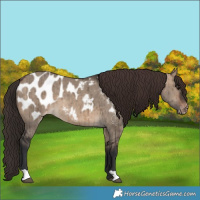 Horse Color:Brown Dun Appaloosa Brindle 