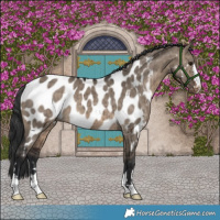 Horse Color:Brown Dun Appaloosa Brindle 