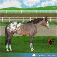Horse Color:Brown Dun Appaloosa Brindle 