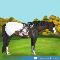 Horse Color:Brown Appaloosa