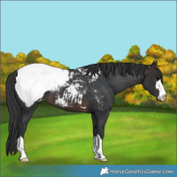 Horse Color:Brown Appaloosa 