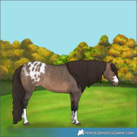 Horse Color:Brown Dun Appaloosa Brindle 