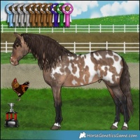 Horse Color:Brown Dun Blanket Brindle 